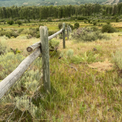 Town of Jackson Draft Wildlife Friendly Fencing LDRs thumbnail icon